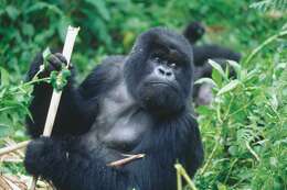 Image of Mountain Gorilla