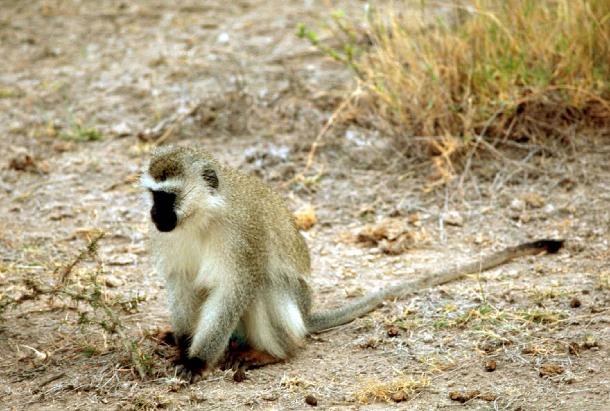 Image of Vervet Monkey