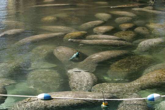 Image of manatees