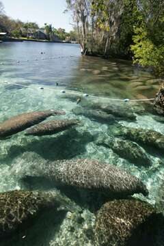 Image of manatees