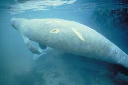 Image of manatees