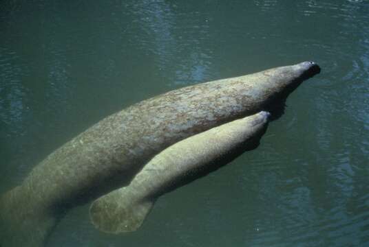 Image of manatees