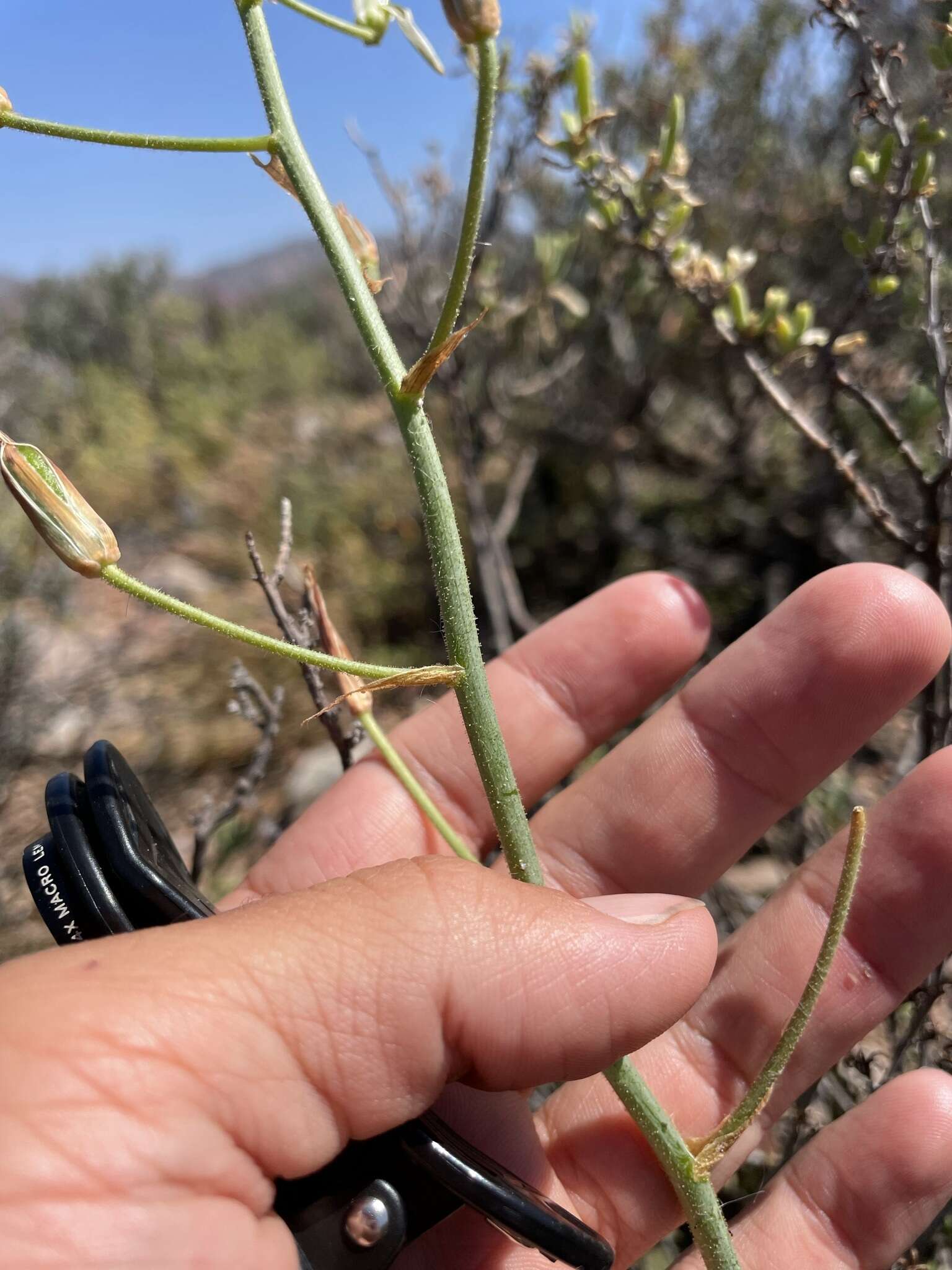 Image de Albuca longipes Baker