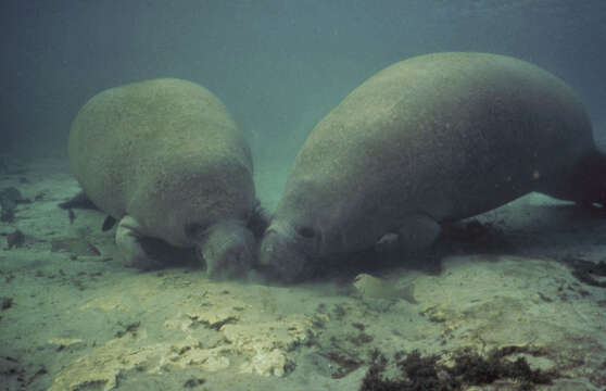 Image of manatees