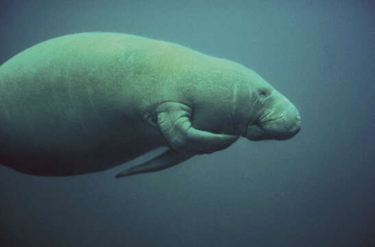 Image of manatees