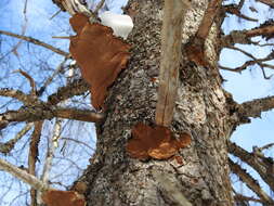 Image of Phellinus chrysoloma (Fr.) Donk 1971