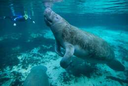 Image of manatees