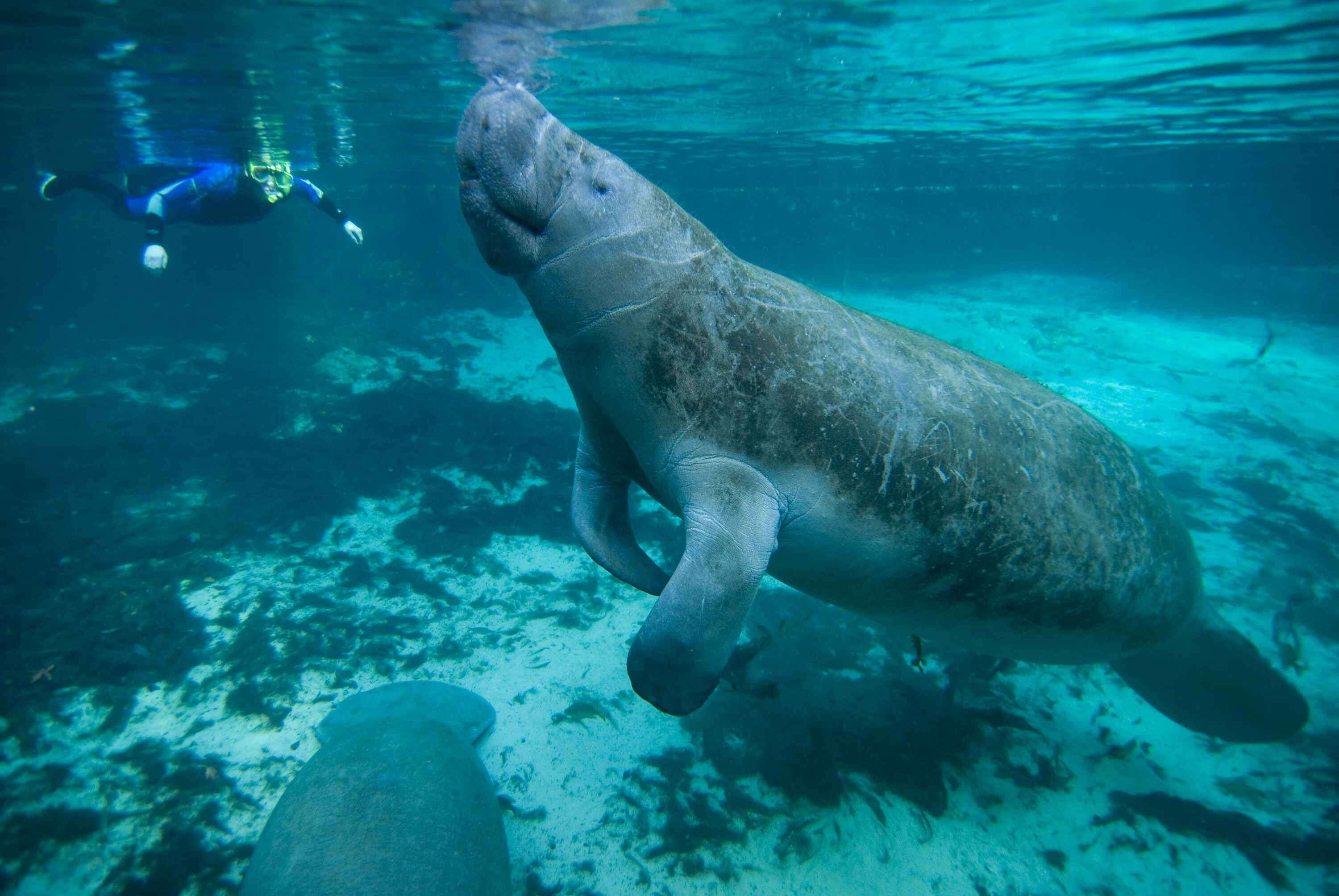 Image of manatees