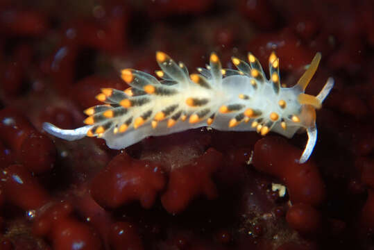 Imagem de Diaphoreolis lagunae (O'Donoghue 1926)