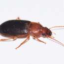 Image of Ground beetle