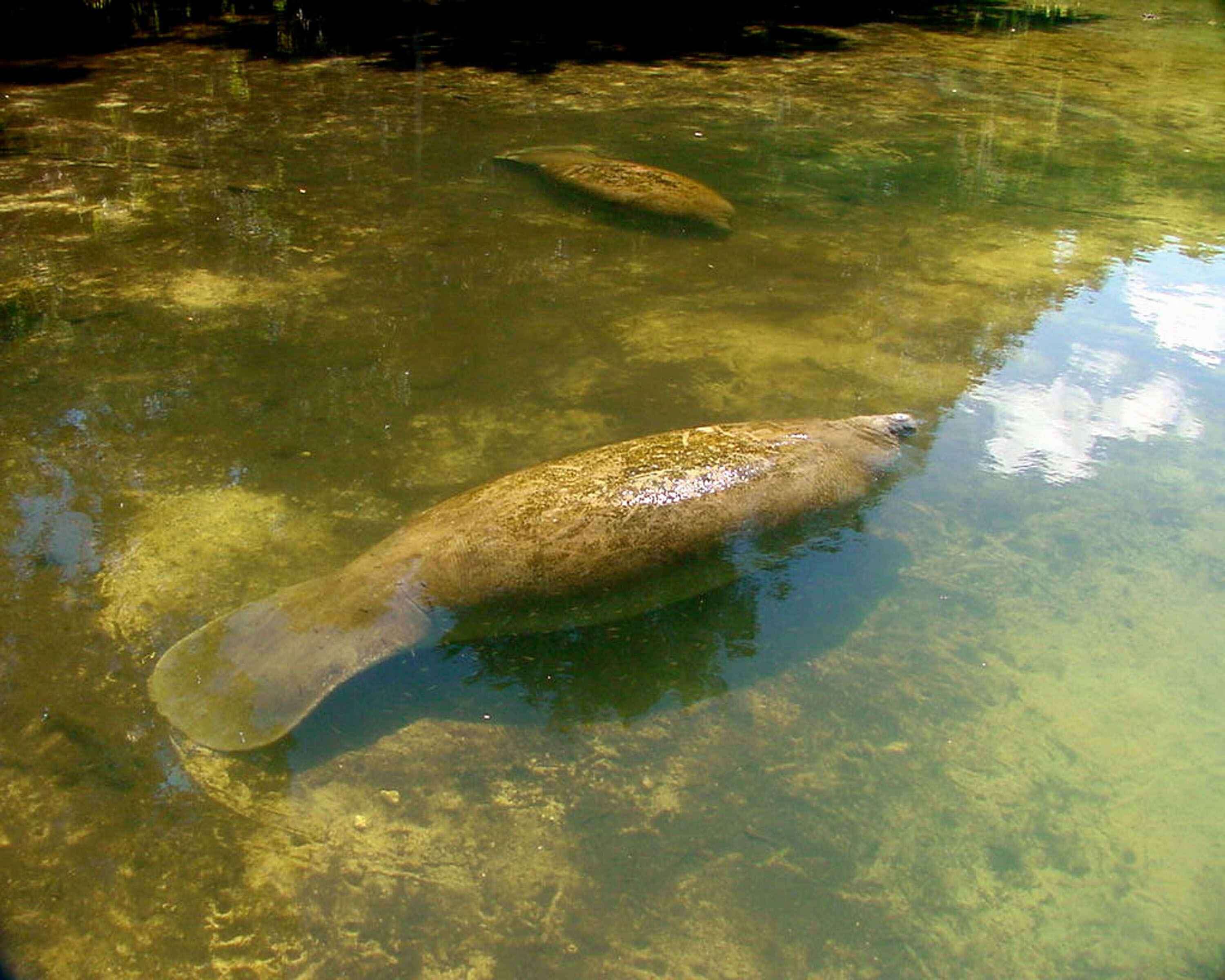 Image of manatees