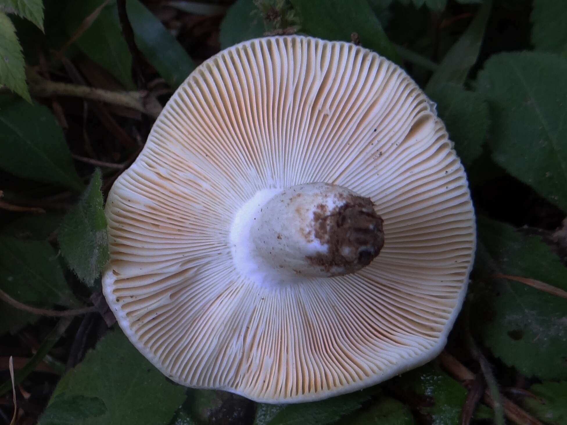 Image of Calocybe