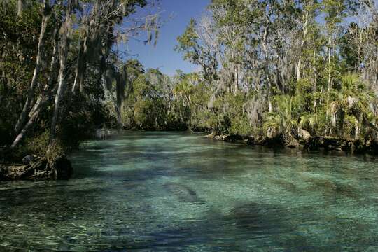 Image of manatees