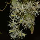 Image of Clematis javana DC.