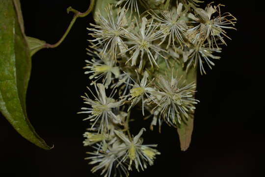 Image of Clematis javana DC.