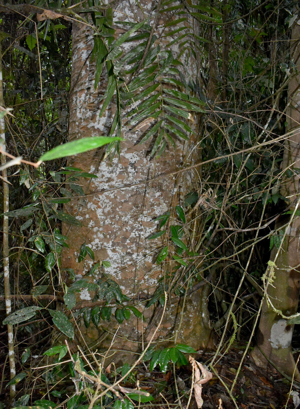 Image of Atherton Kauri Pine