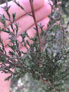 Image of Kunzea parvifolia Schau.