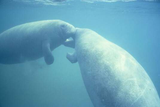 Image of manatees