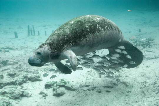 Image of manatees