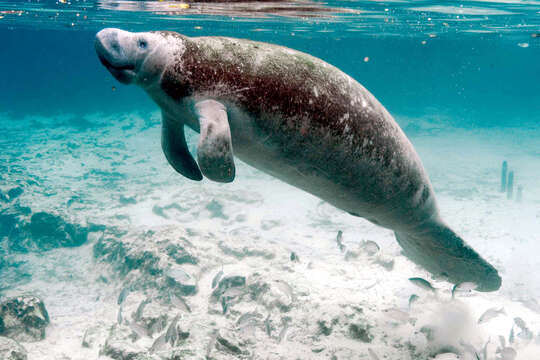 Image of manatees