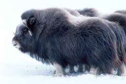 Image of muskox