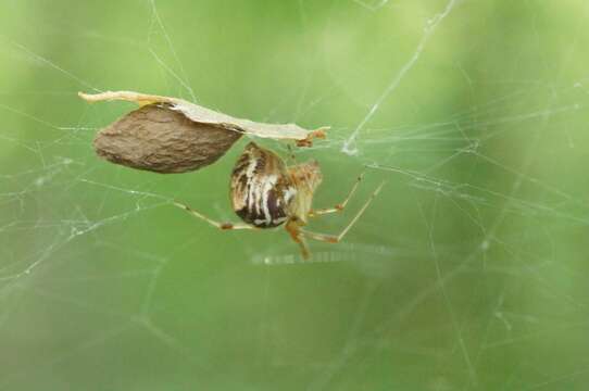 Image of Parasteatoda simulans (Thorell 1875)