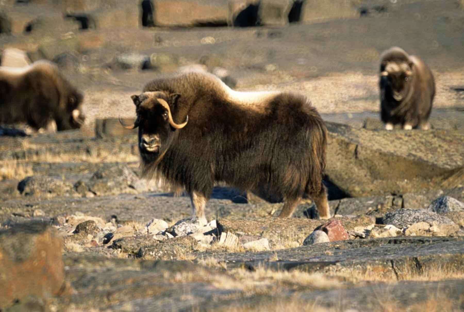 Image of muskox