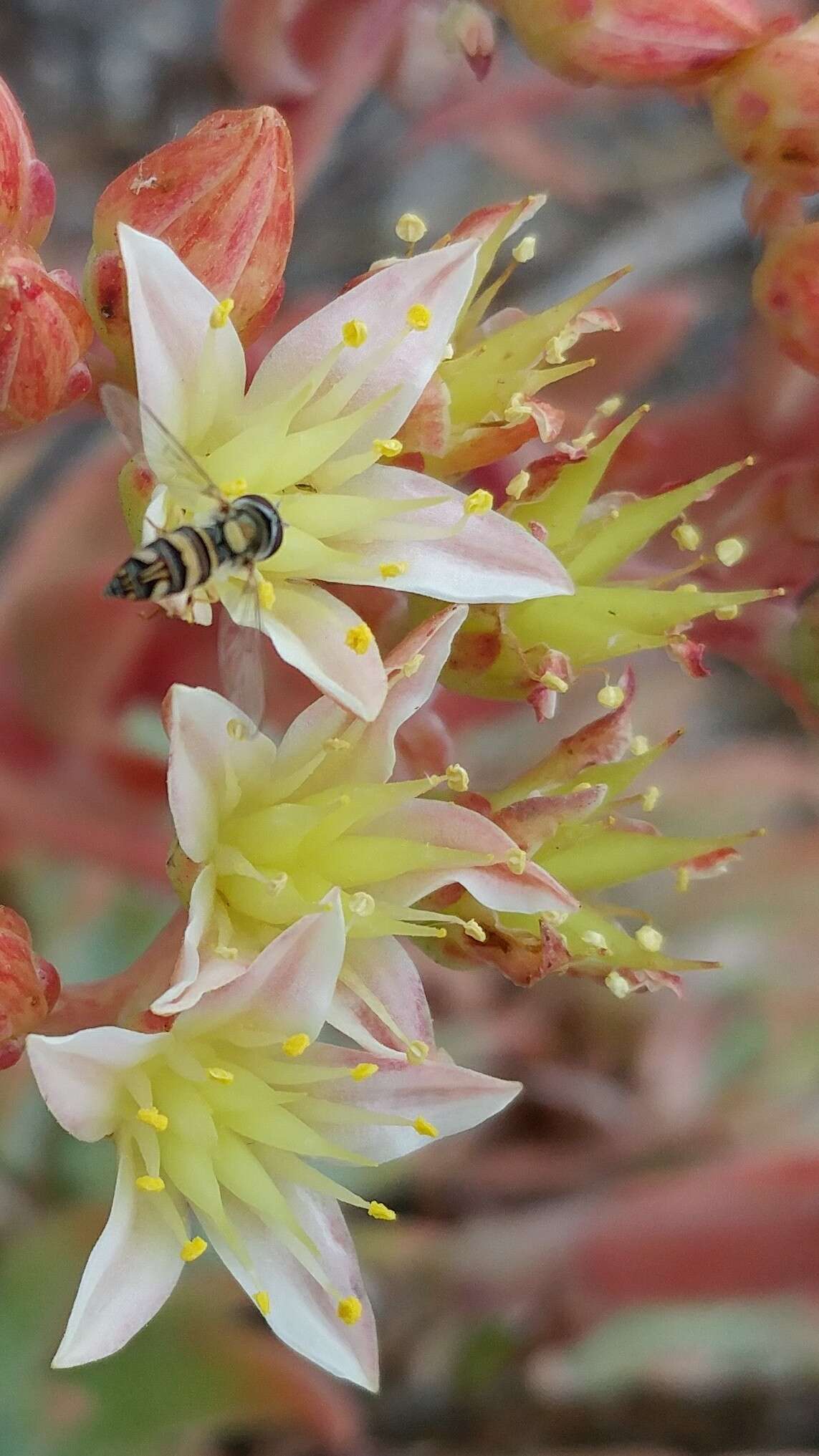 Image of Syrphid fly