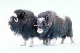 Image of muskox