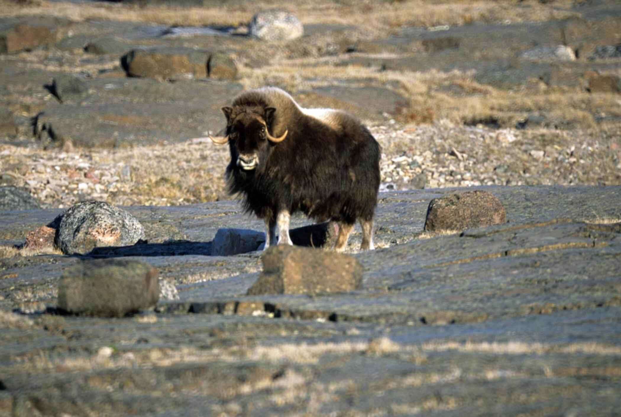 Image of muskox