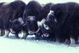 Image of muskox