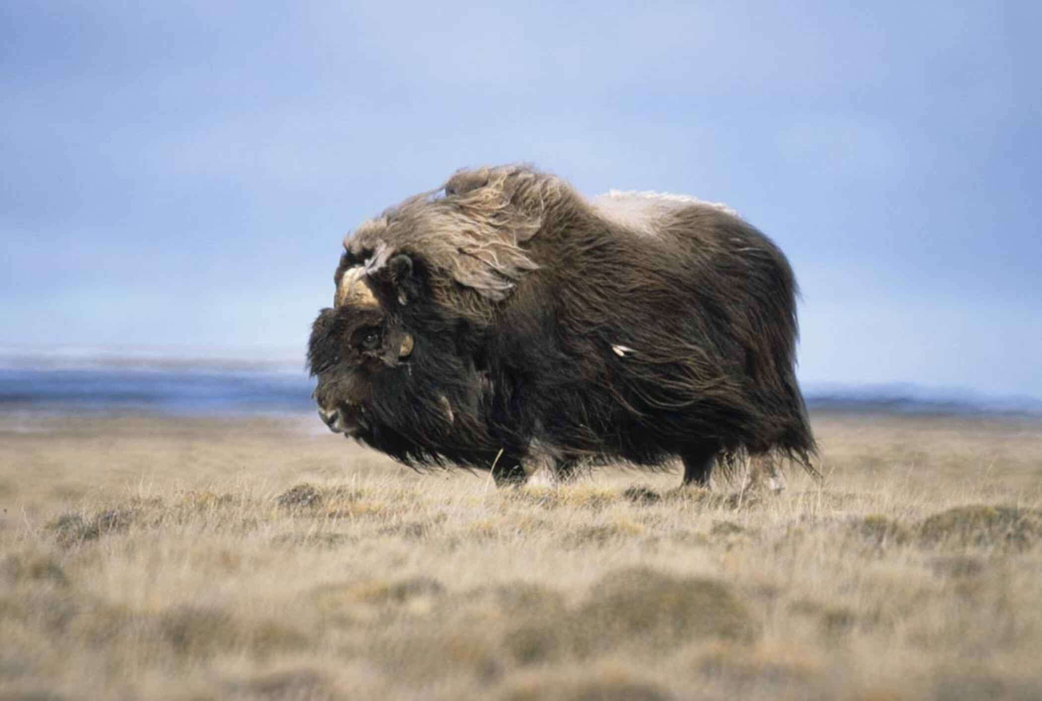 Image of muskox