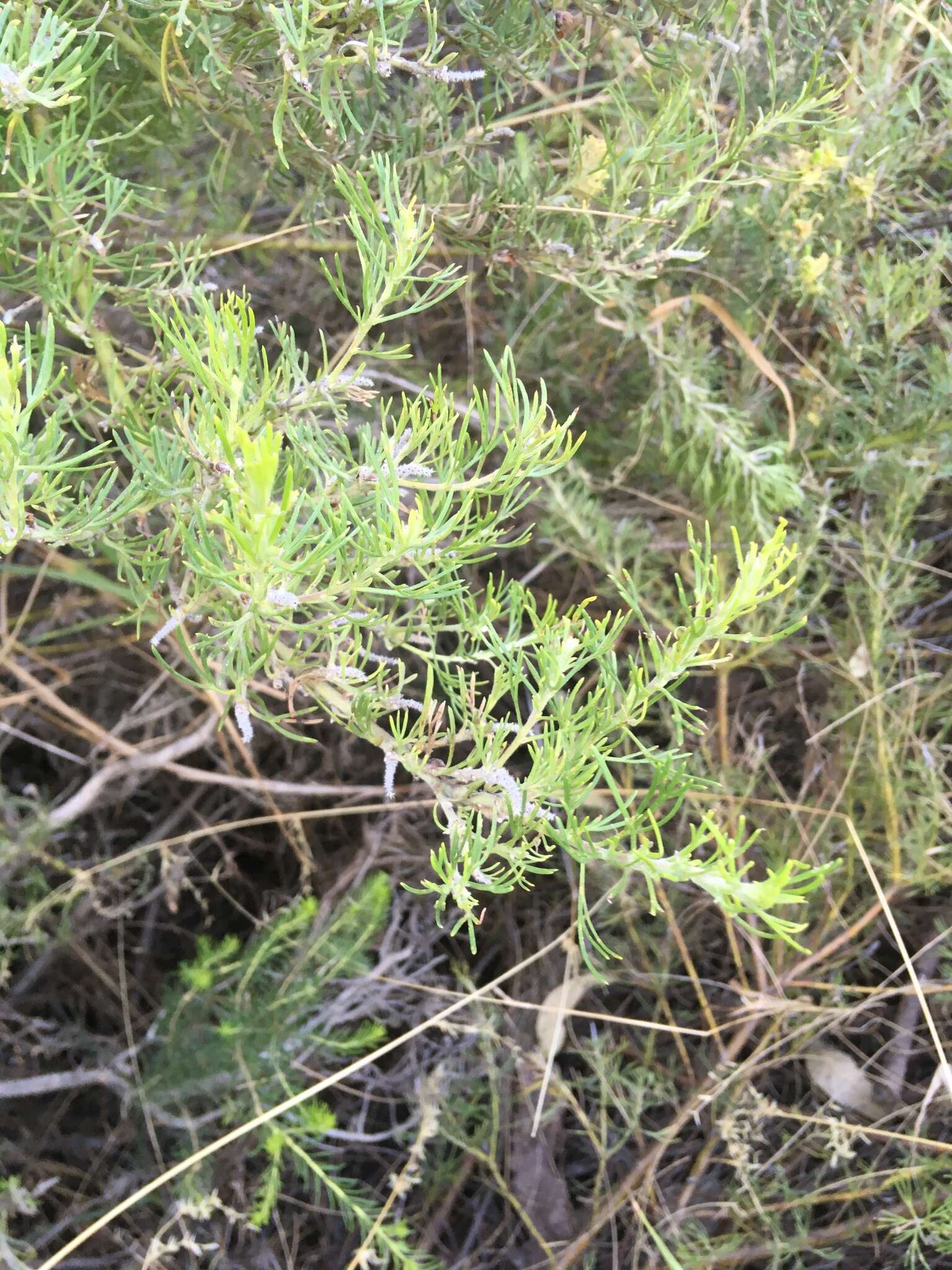 Image of Grevillea crithmifolia R. Br.