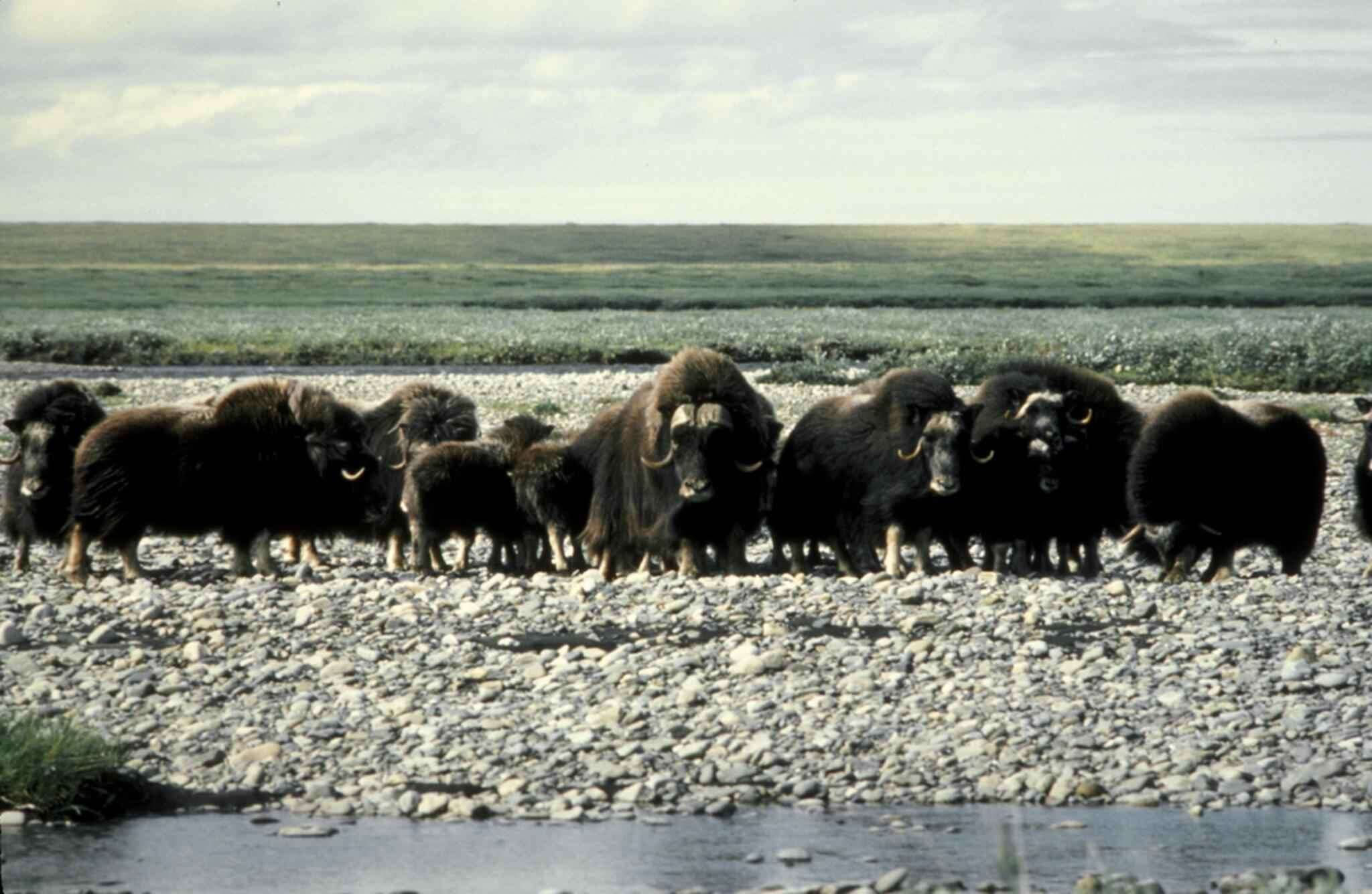 Image of muskox