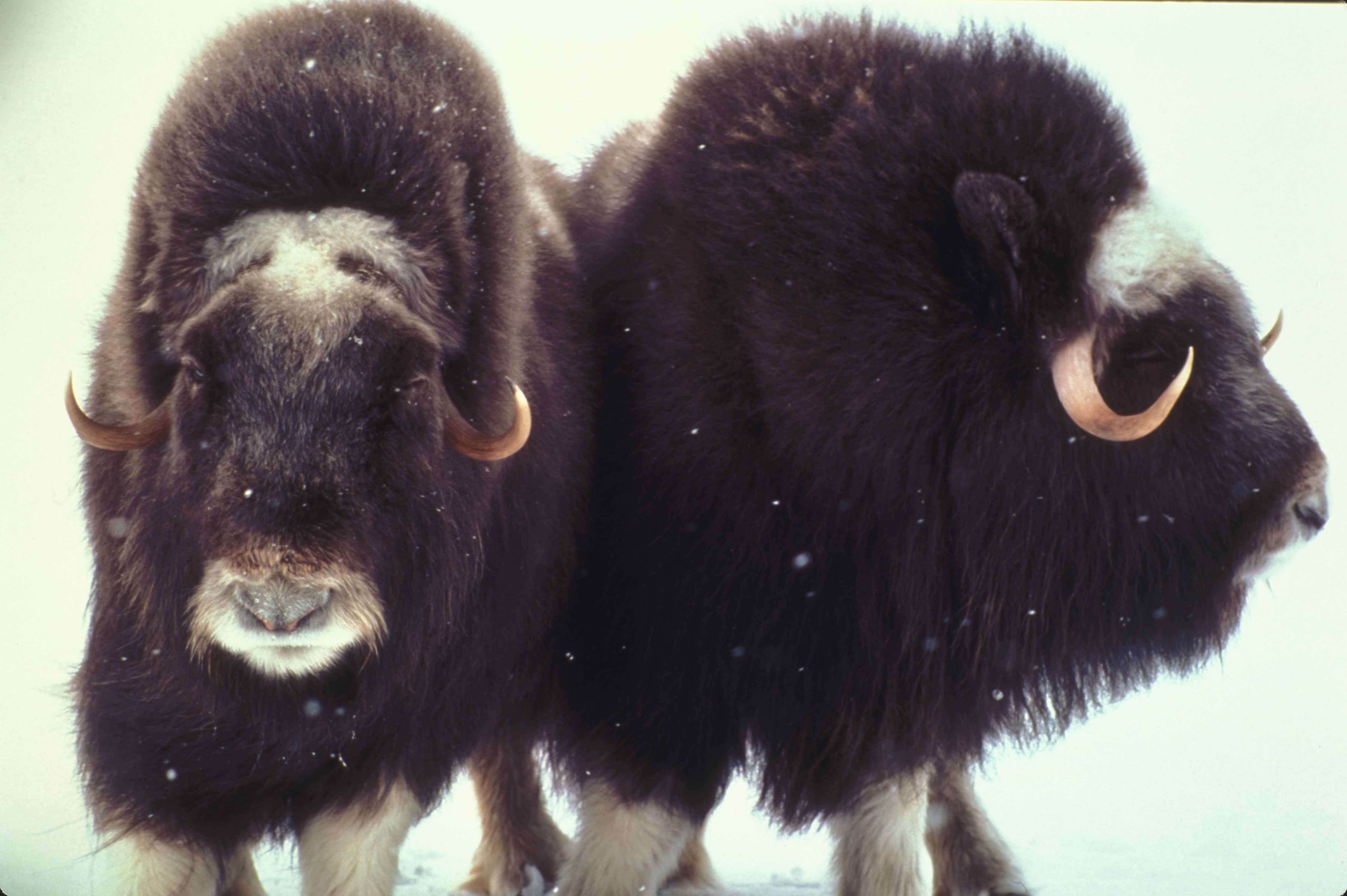 Image of muskox