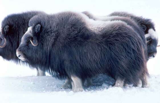 Image of muskox