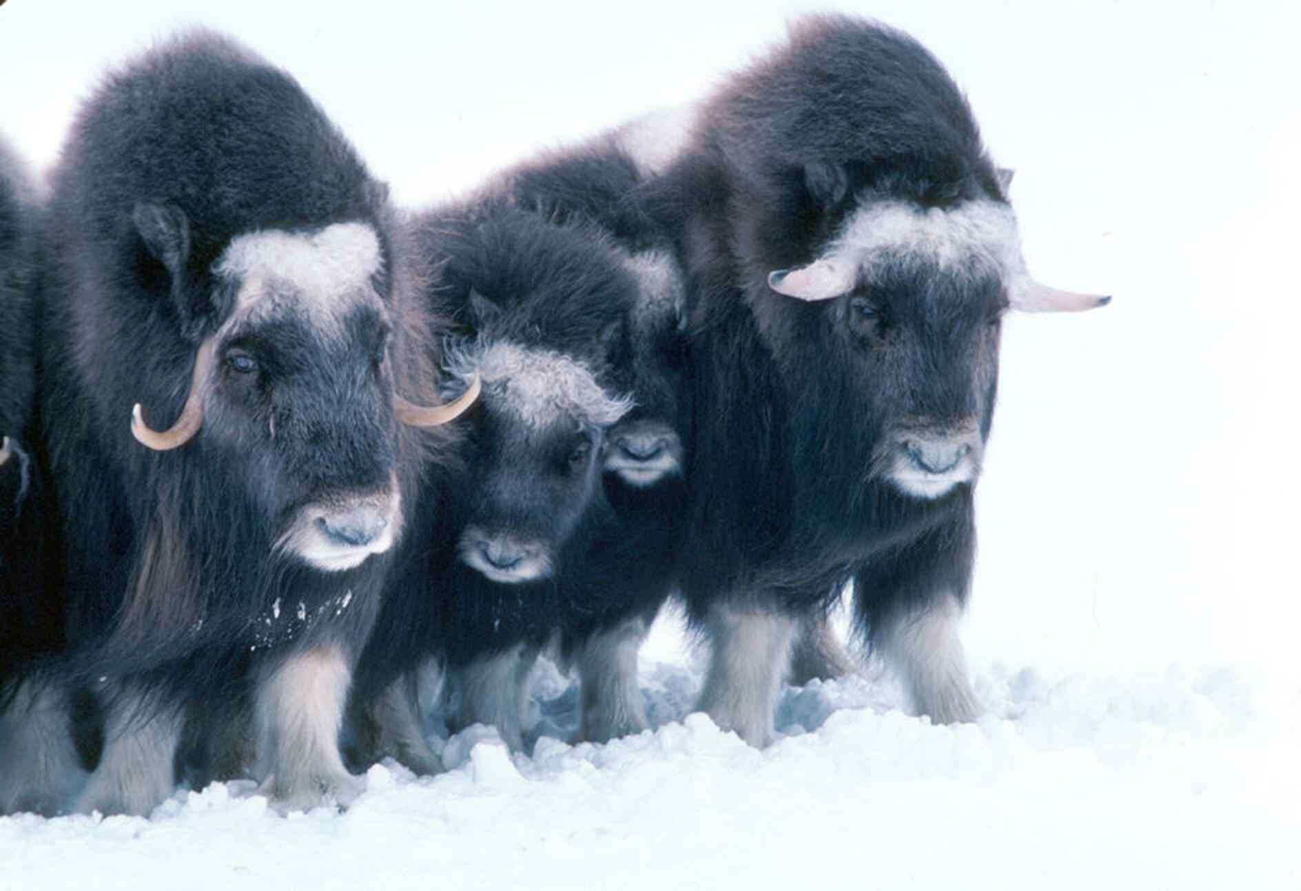 Image of muskox