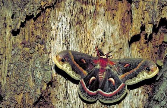 Image of Cecropia Moth