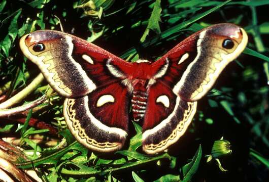 Image of Cecropia Moth