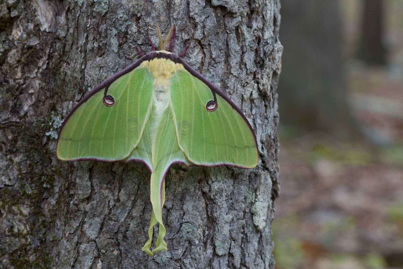 Image of Luna Moth