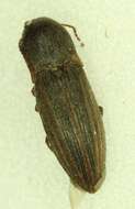 Image of Lined Click Beetle