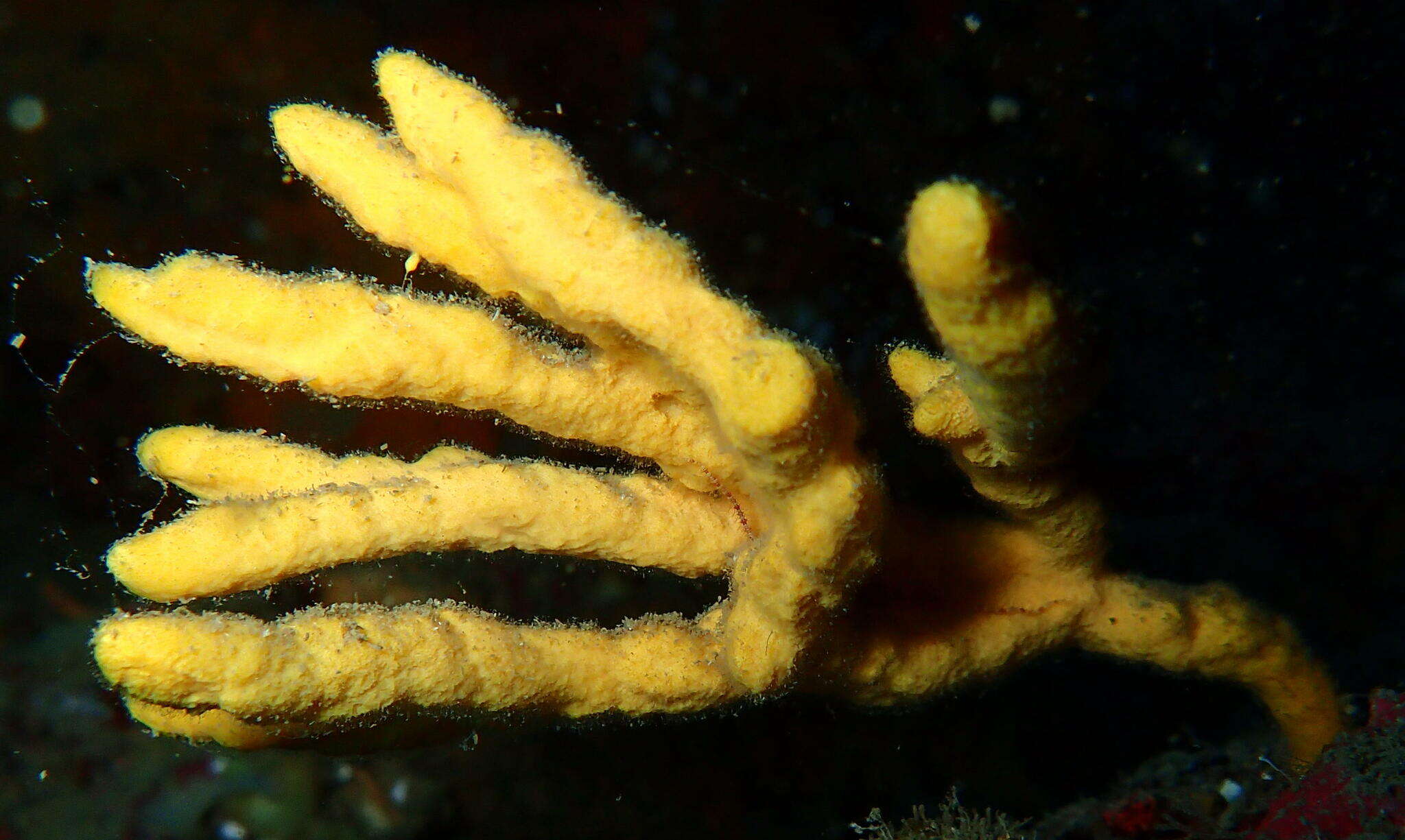 Image of Mediterranean mermaid's glove