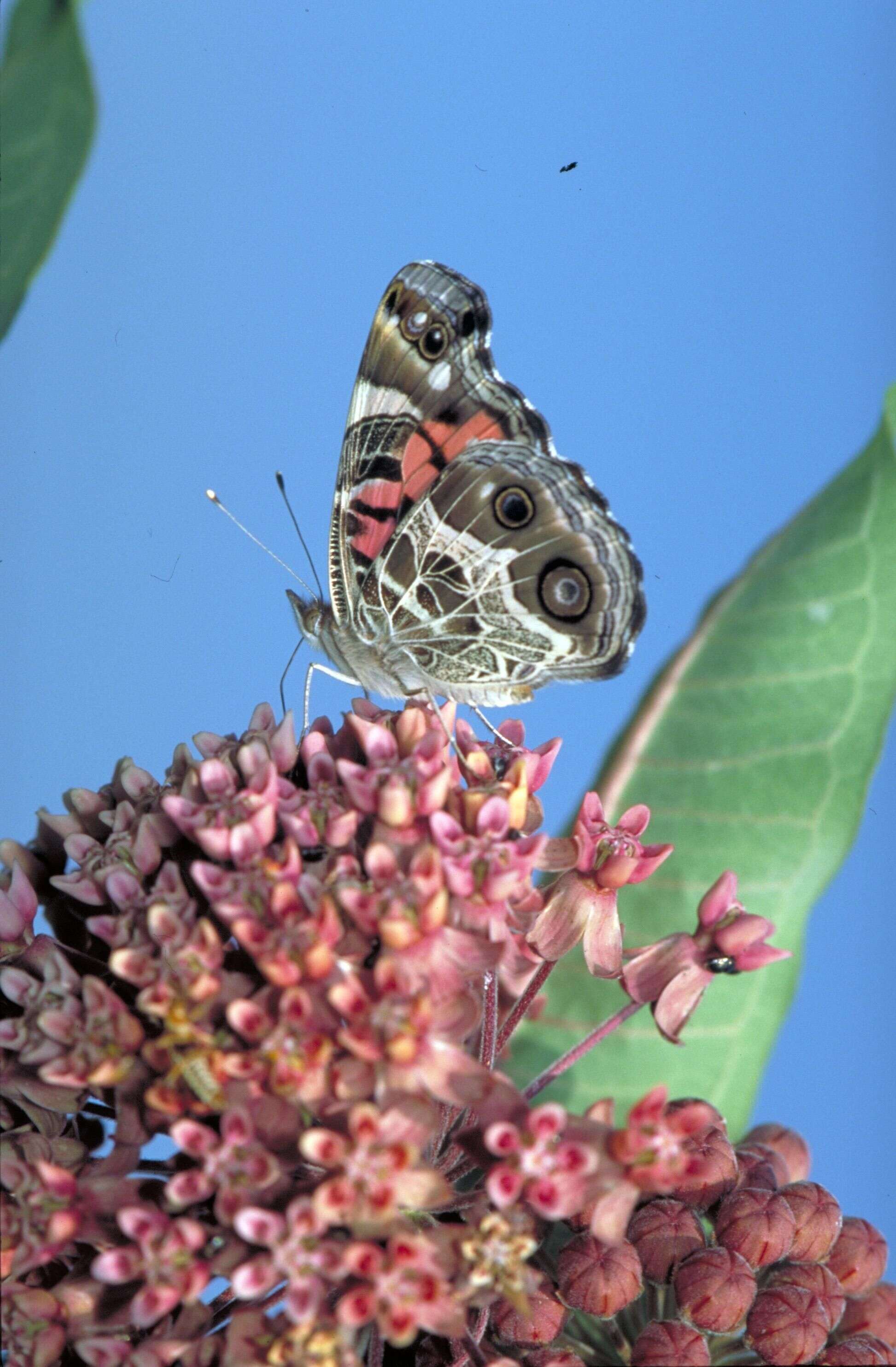 Image of Vanessa virginiensis