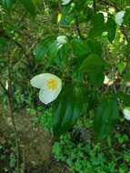 Image of scentless mock orange