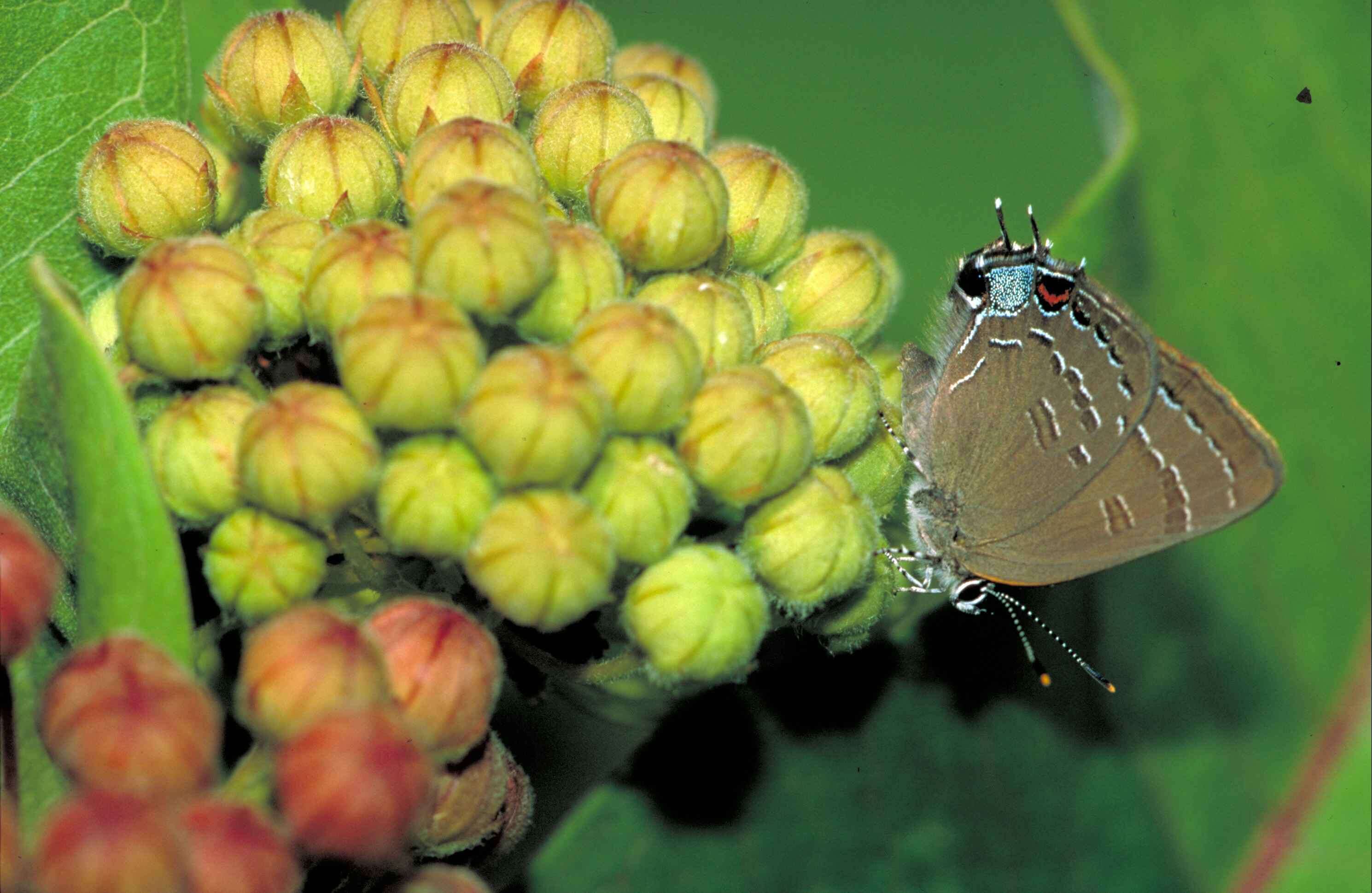 Image of Satyrium edwardsii