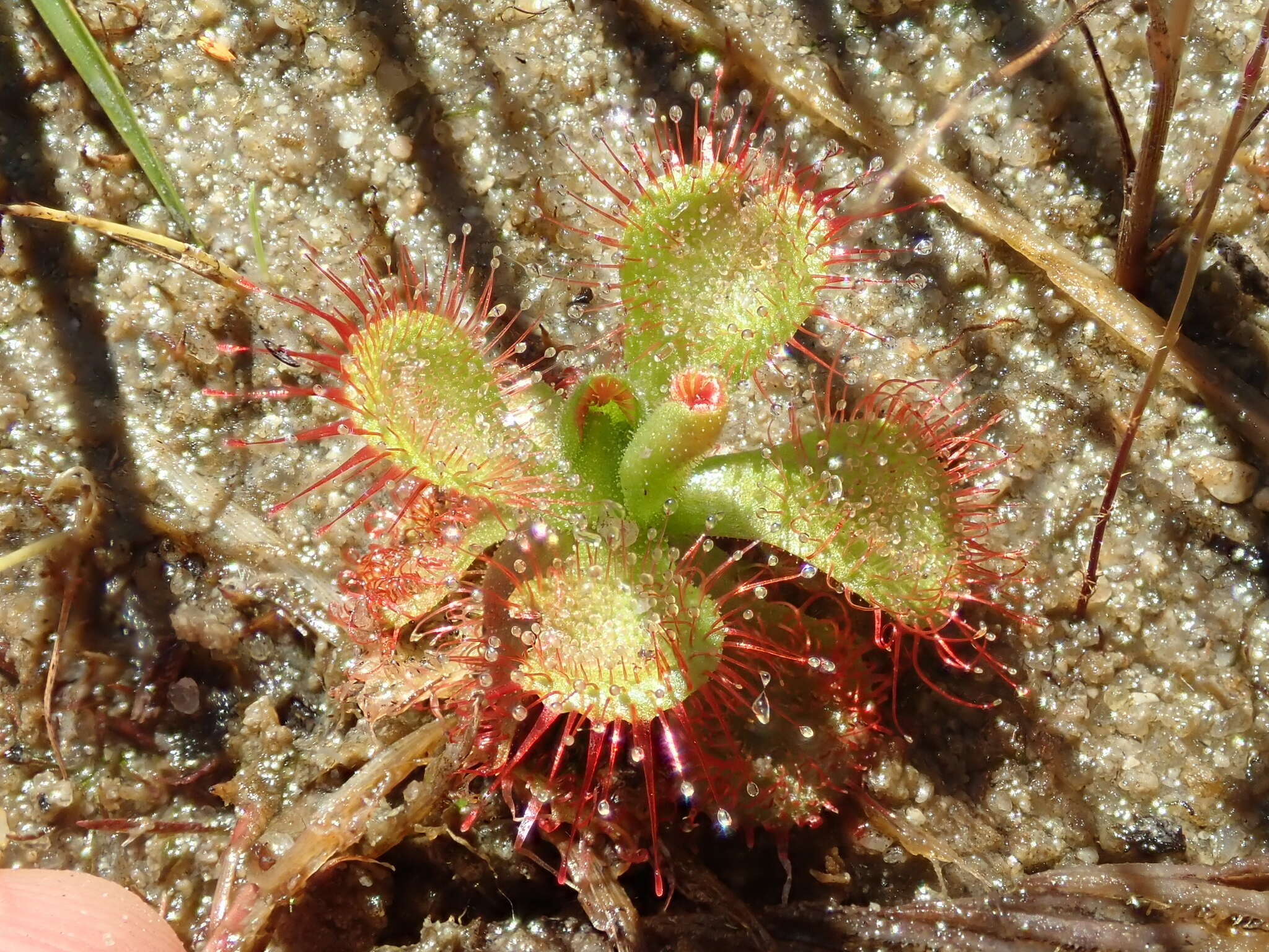 Image of Drosera sessilifolia St. Hil.