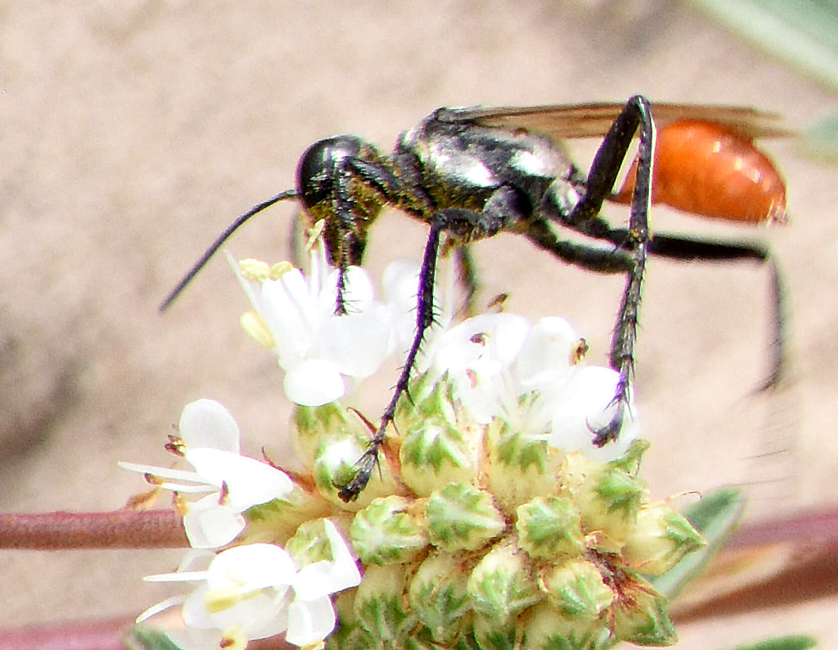 Image of Mud dauber