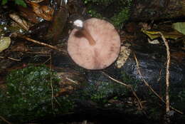 Image of Pluteus perroseus E. Horak 1983