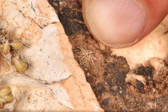 Image of Birdfoot Cactus