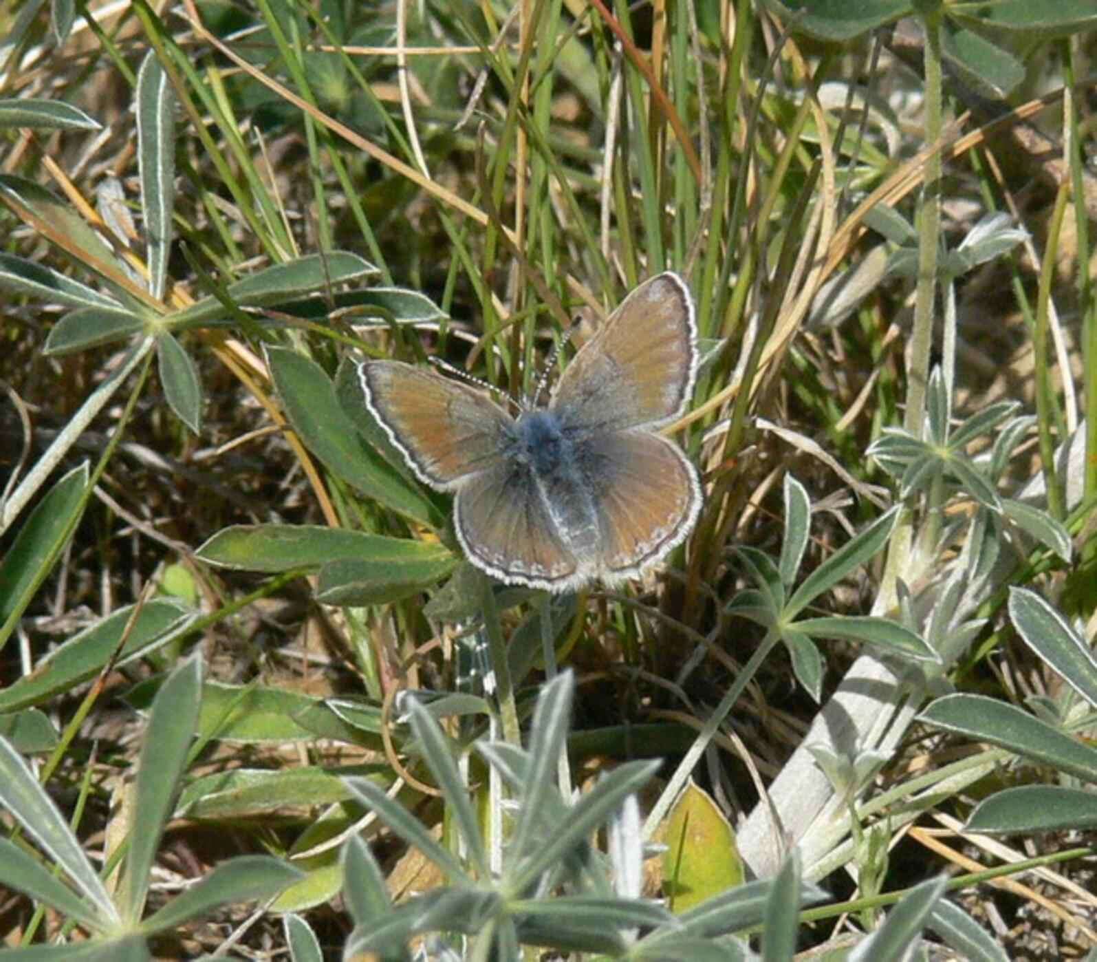 Image of Mission blue butterfly